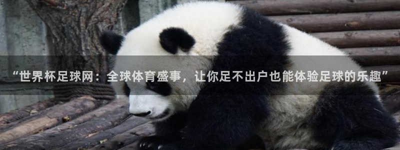 世界杯决赛圈球队：“世界杯足球网：全球体育盛事，让你足不出户也能体验足球的乐趣”