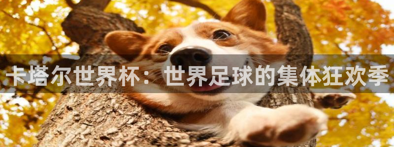 世界杯在线直播入口：卡塔尔世界杯：世界足球的集体狂欢季